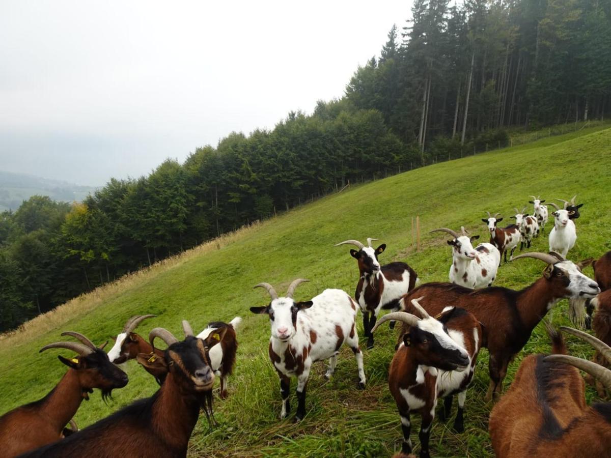 Biohof Schwanser Steinbach am Attersee Exterior foto