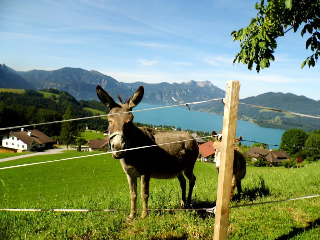 Biohof Schwanser Steinbach am Attersee Exterior foto