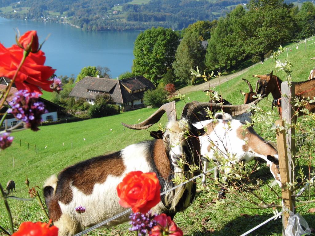 Biohof Schwanser Steinbach am Attersee Exterior foto